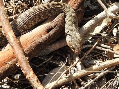 common keelback (Tropidonophis mairii)