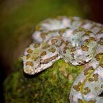 eyelash viper (bothriechis schlegelii)