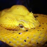 eyelash viper bothriechis schlegelii face