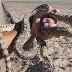 gopher snake (pituophis catenifer)