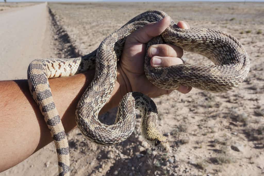 gopher snake (pituophis catenifer)
