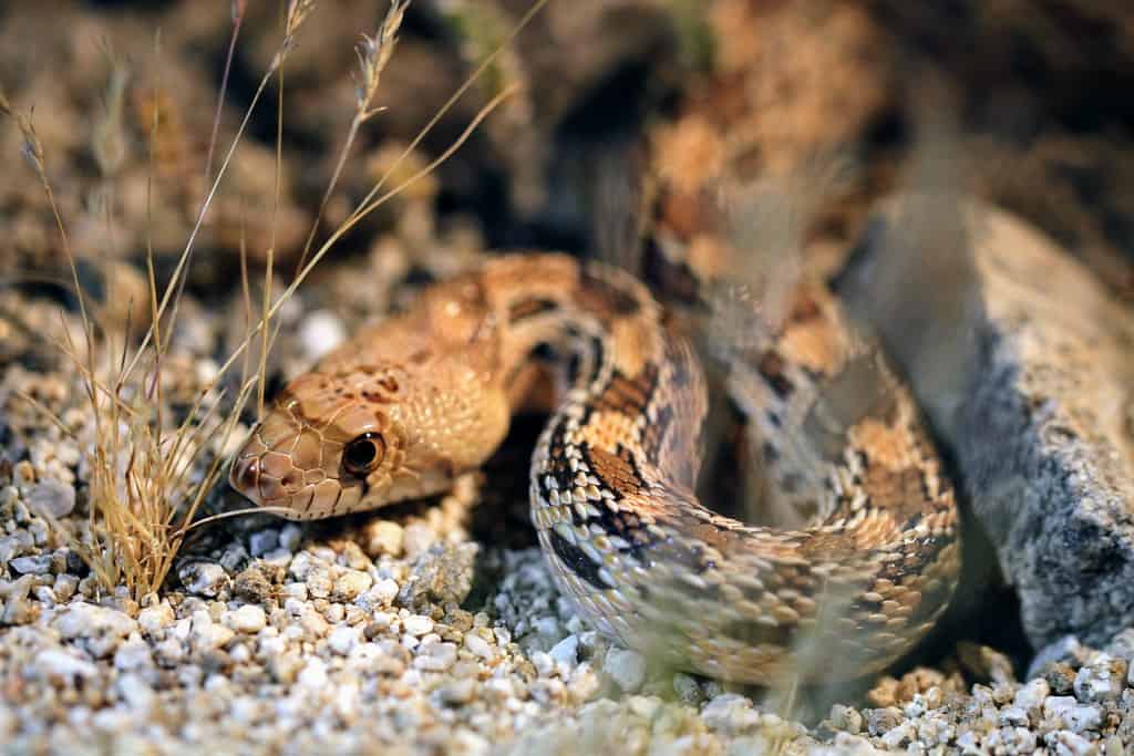 gopher snake pituophis catenifer