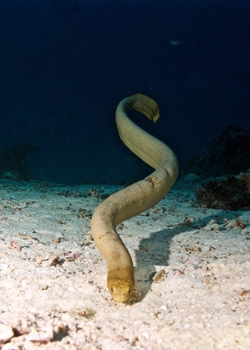 olive sea snake (aipysurus laevis)