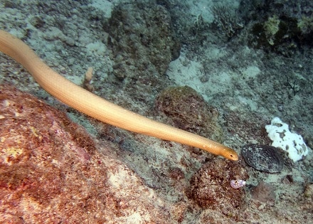 olive sea snake aipysurus laevis