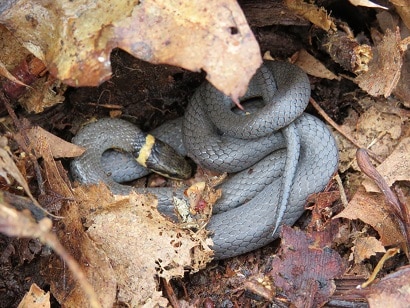 Diadophis punctatus ring-necked snake