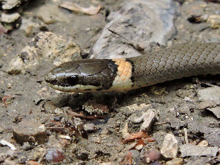 Diadophis punctatus ring necked snake
