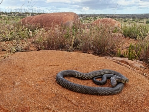 Mulga Snake (Pseudechis australis) lurking