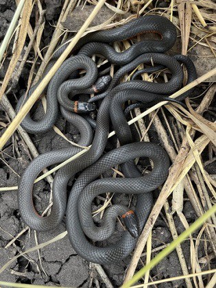 Pacific Ringneck Snake (Diadophis punctatus