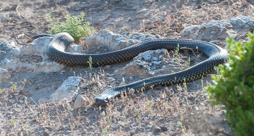 Pseudechis australis (mulga snake) australia