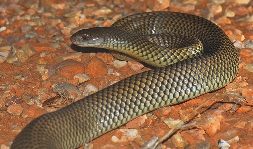 Mulga snake (Pseudechis australis)