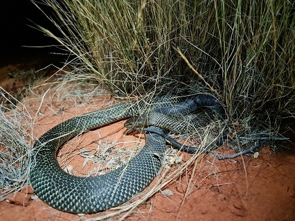 Pseudechis australis mulga snake