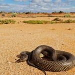australian mulga Snake (Pseudechis australis)