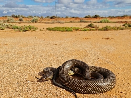 australian mulga Snake (Pseudechis australis)