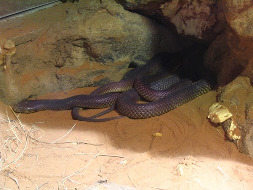 mulga king brown snake australia