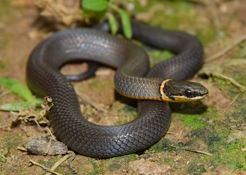 ring neck snake (Diadophis punctatus)