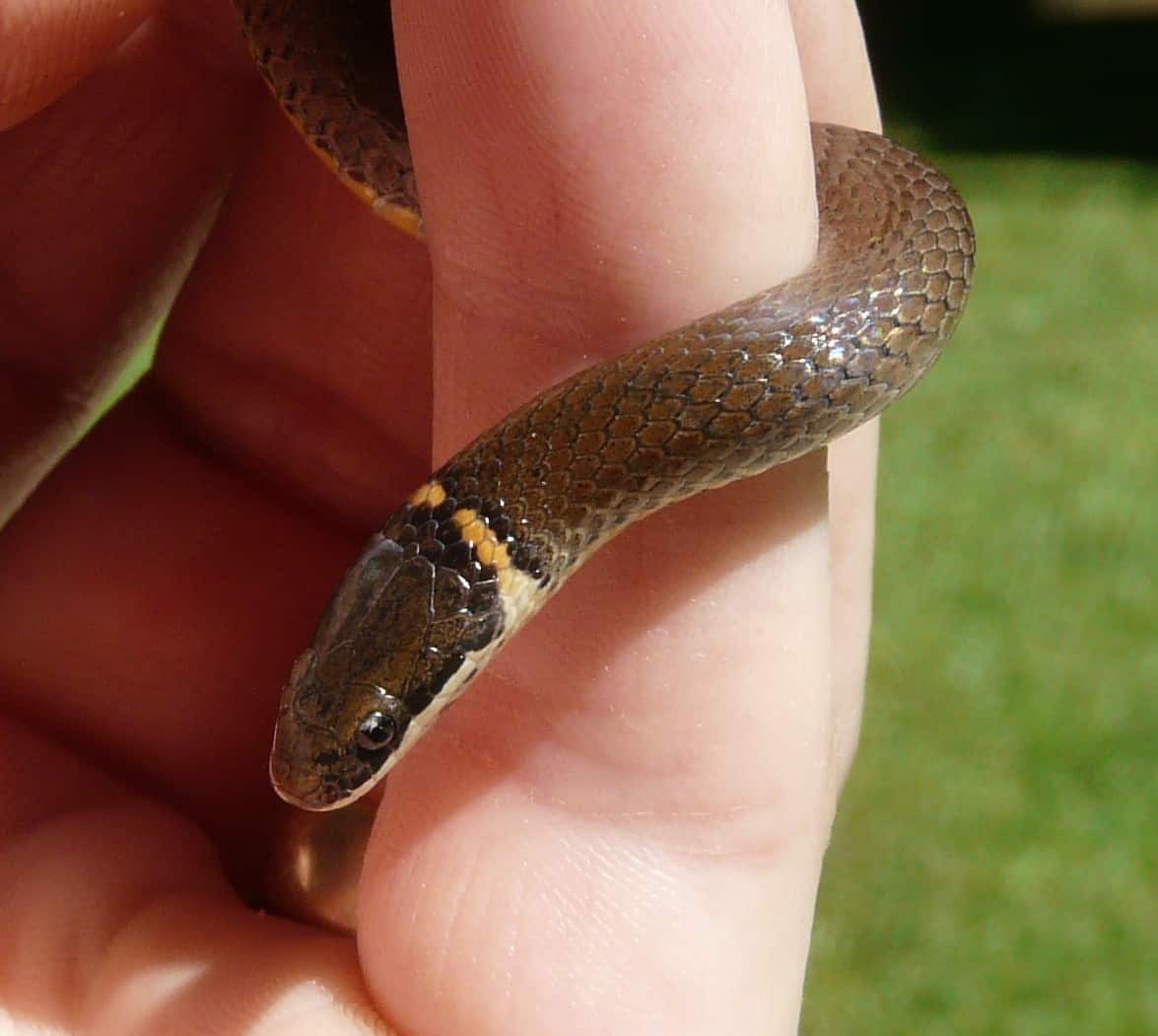 southern ring-necked snake