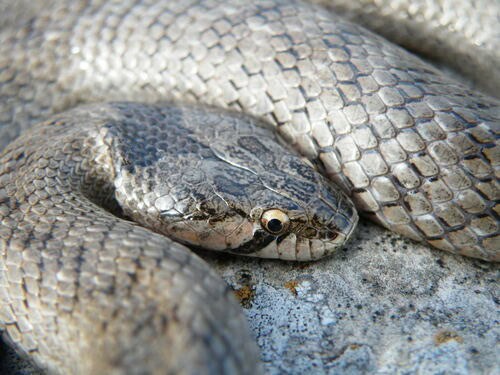 Iberian False Smooth Snake Macroprotodon brevis