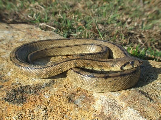 Ladder Snake Zamenis scalaris adult