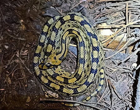 Ladder Snake Zamenis scalaris patterns