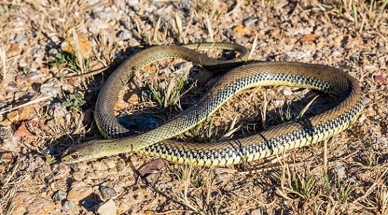 Malpolon monspessulanus, western montpellier snake