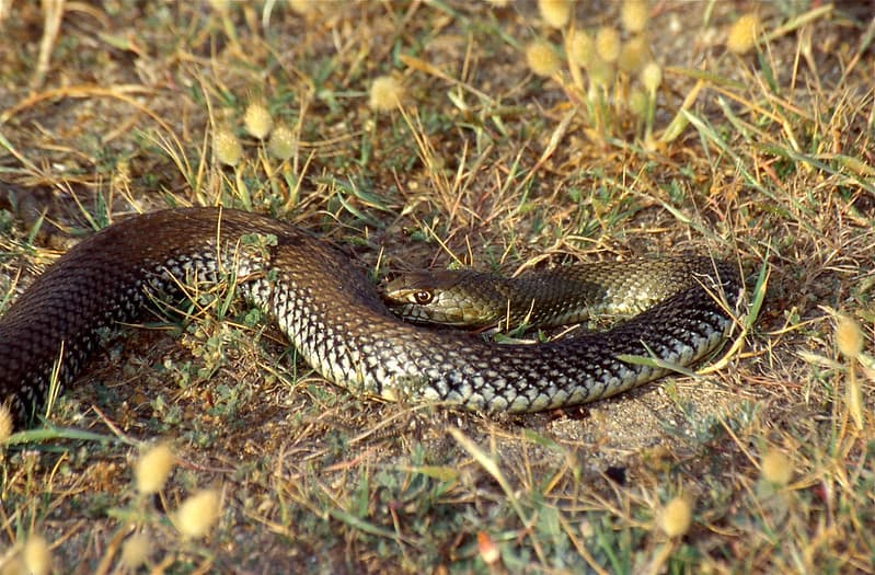 Montpellier Snake Malpolon monspessulanus male