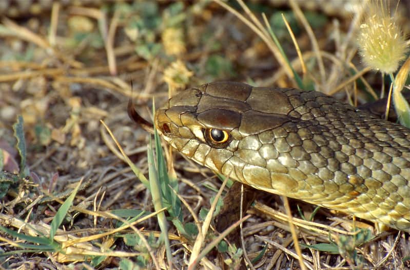 Montpellier Snake (Malpolon monspessulanus) male