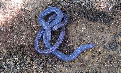 blanus cinereus false smooth snake