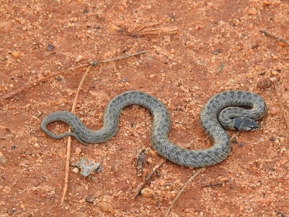 false smooth snake (Macroprotodon brevis)