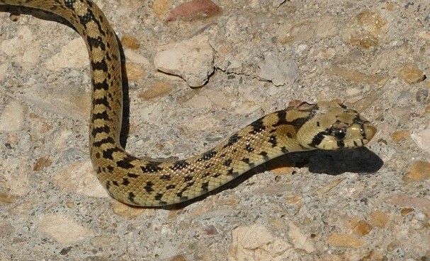 ladder snake (zamenis scalaris) young