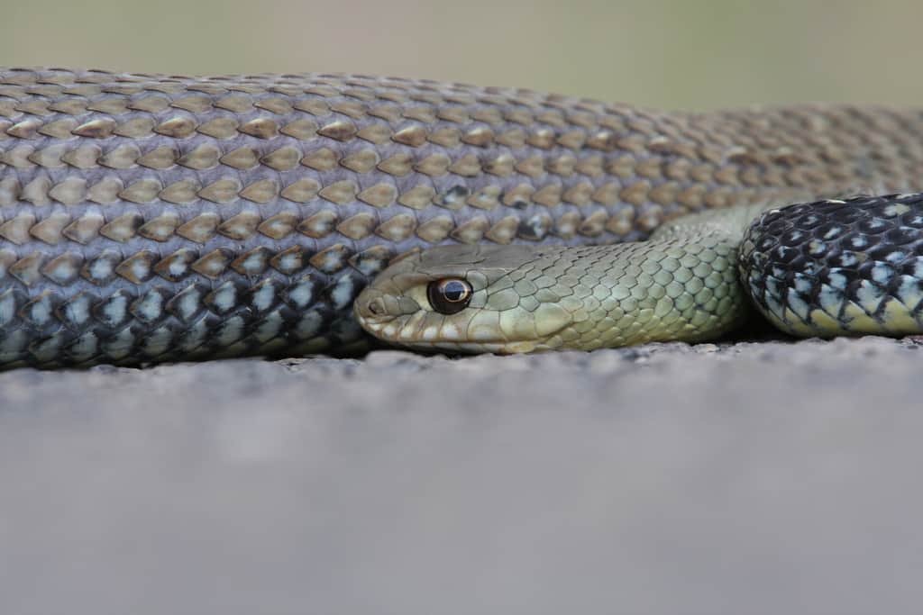 western montpellier snake (malpolon monspessulanus)