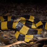 Banded Krait, Bungarus fasciatus