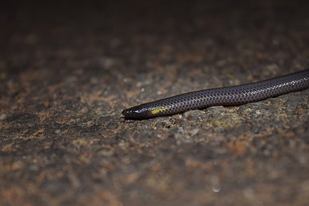Bhupathy’s Shieldtail Uropeltis bhupathyi discovery