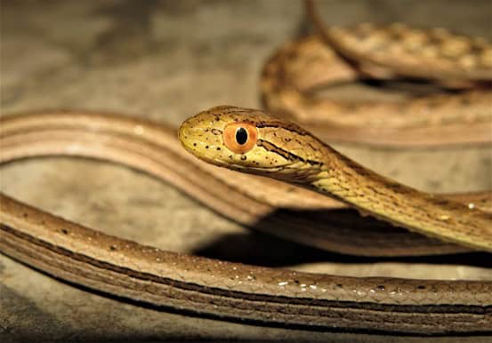 Coastal House Snake Thamnodynastes pallidus