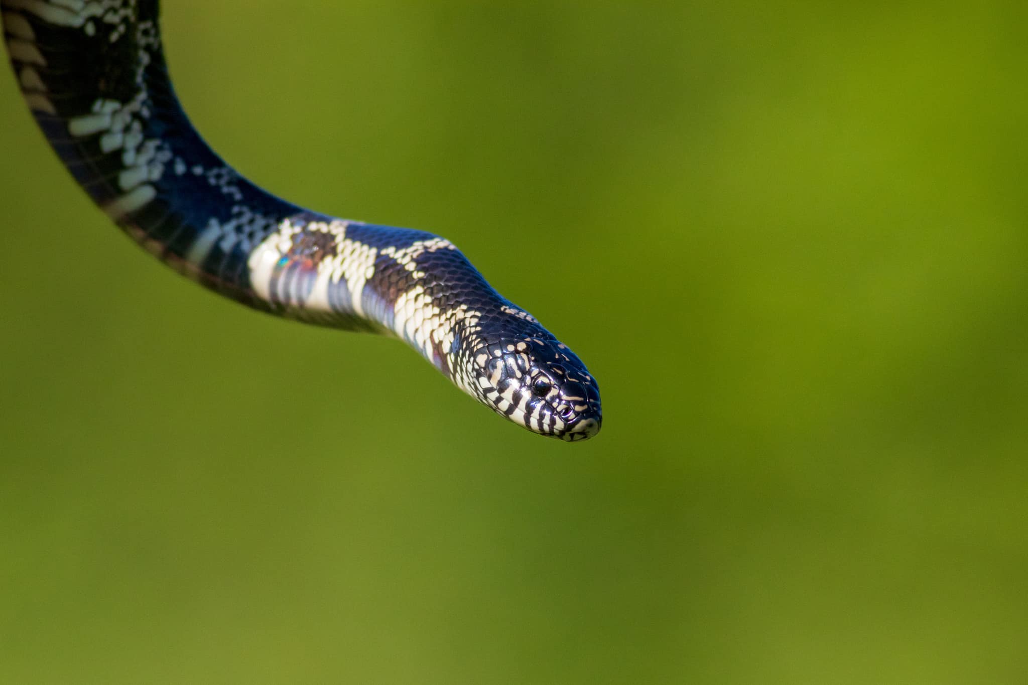 Eastern Kingsnake Lampropeltis getula ophiophagous