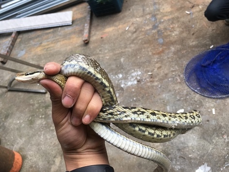 Elaphe taeniura beauty ratsnake taiwan