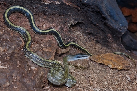 Elaphe taeniura helfenbergeri beauty ratsnake