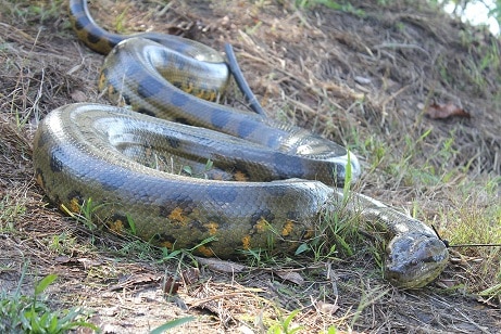 Green Anaconda world's longest snakes