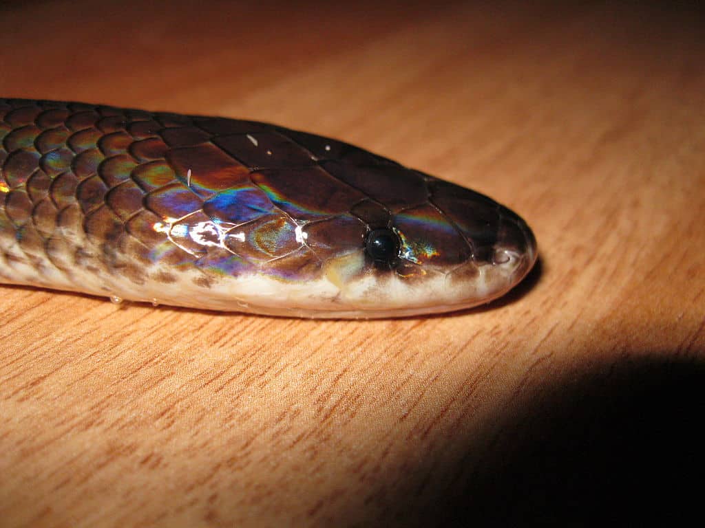 Head Xenopeltis Unicolor sunbeam snake