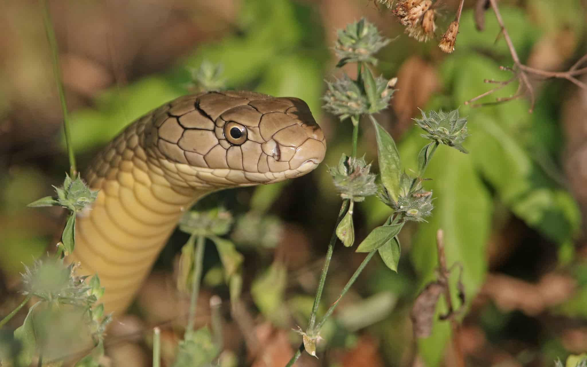 10 Snakes That Eat Other Snakes - Snake Radar