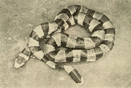 Laticauda schistorhyncha coral reef snakes