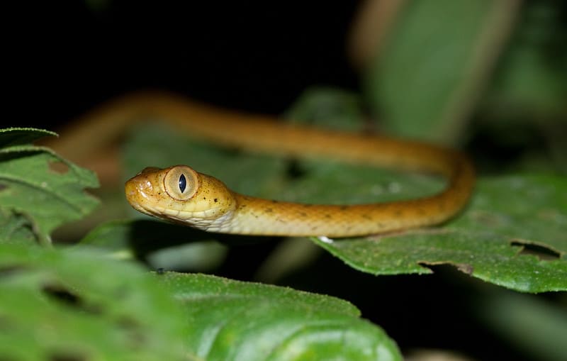 Leptodeira annulata snakes big eyes