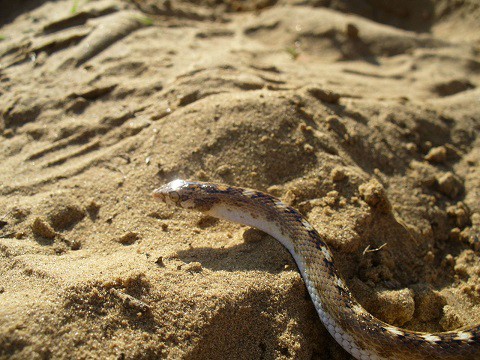 Longnose Sand Snake Lytorhynchus paradoxus