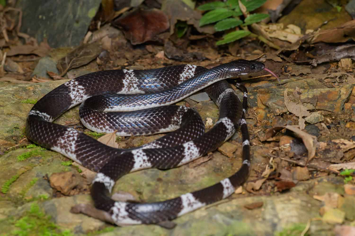 Lycodon ophiophagus - snake-eating snakes.