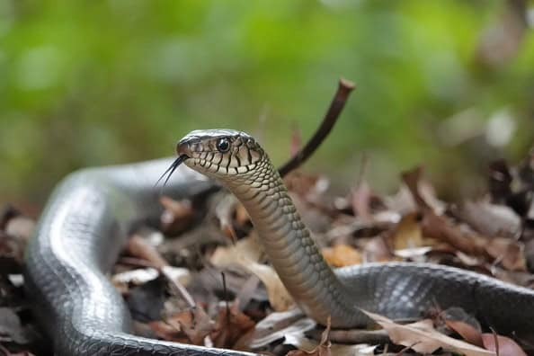 Oriental Rat Snake Ptyas mucosa grey