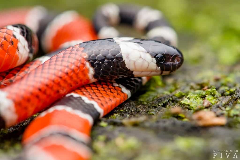 Painted Coralsnake - Micrurus corallinus