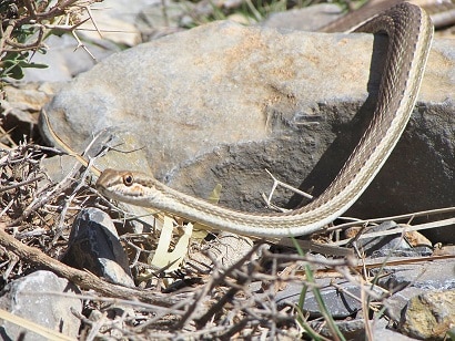 Psammophis schokari desert snake species