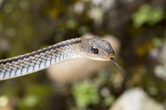 Ptyas dhumnades big eyed ratsnake