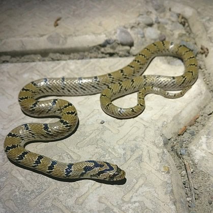 Russell's Kukri Snake Oligodon russelius
