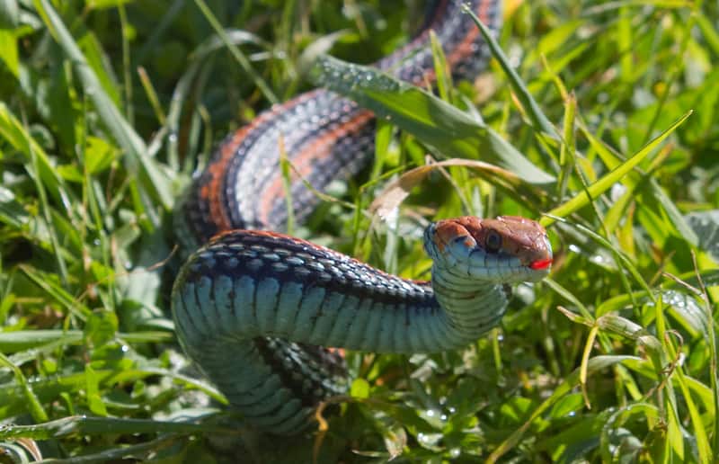 San Francisco Garter Snake - endangered