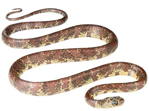 Sibon bevridgelyi newly discovered snake